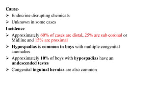 Cause-
 Endocrine disrupting chemicals
 Unknown in some cases
Incidence
 Approximately 60% of cases are distal, 25% are sub coronal or
Midline and 15% are proximal
 Hypospadias is common in boys with multiple congenital
anomalies
 Approximately 10% of boys with hypospadias have an
undescended testes
 Congenital inguinal hernias are also common
 