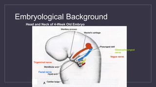 Head and Neck of 4-Week Old Embryo
Trigeminal nerve
Facial nerve
Glossopharyngeal
nerve
Vagus nerve
Embryological Background
 