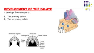 DEVELOPMENT OF THE PALATE
It develops from two parts:
1. The primary palate.
2. The secondary palate
 