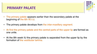• The primary palate appears earlier than the secondary palate at the
beginning of the 6th W.I.U.
• The primary palate develops from the inter-maxillary segment.
• At first the primary palate and the central parts of the upper lip are formed as
one unite.
• At the 8th week IU the primary palate is separated from the upper lip by the
formation of the vestibular lamina.
PRIMARY PALATE
 