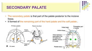 • The secondary palate is that part of the palate posterior to the incisive
fossa.
• It formed of the remaining part of the hard palate and the soft palate .
SECONDARY PALATE
 
