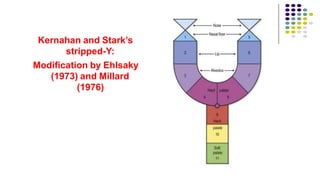 Kernahan and Stark’s
stripped-Y:
Modification by Ehlsaky
(1973) and Millard
(1976)
 