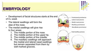 EMBRYOLOGY
• Development of facial structures starts at the end
of 4 th week
• The lateral swellings will form the
alae of the nose.
• The medial swellings will give rise
to four areas:
1. The middle portion of the nose.
2. The middle portion of the upper lip.
3. The middle portion of the maxilla.
4. The maxillary swellings will approach
the medial and lateral nasal swellings
but remain separated from them by
well marked grooves.
 
