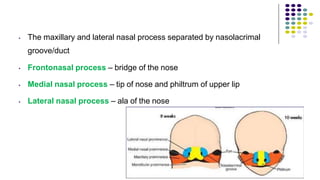 •
•
•
•
The maxillary and lateral nasal process separated by nasolacrimal
groove/duct
Frontonasal process – bridge of the nose
Medial nasal process – tip of nose and philtrum of upper lip
Lateral nasal process – ala of the nose
 