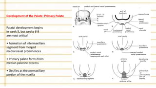 Development of the Palate: Primary Palate
Palatal development begins
in week 5, but weeks 6-9
are most critical
• Formation of intermaxillary
segment from merged
medial nasal prominences
• Primary palate forms from
median palatine process
• Ossifies as the premaxillary
portion of the maxilla
 