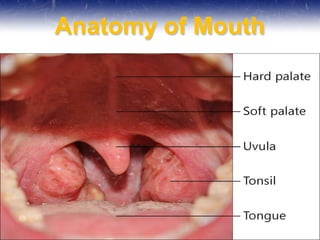 Anatomy of Mouth
 