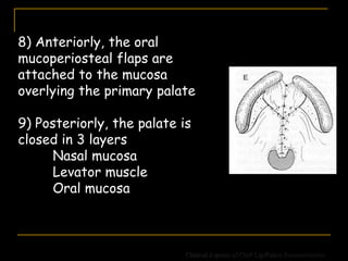 8) Anteriorly, the oral
mucoperiosteal flaps are
attached to the mucosa
overlying the primary palate
9) Posteriorly, the palate is
closed in 3 layers
Nasal mucosa
Levator muscle
Oral mucosa
Clinical Aspects of Cleft Lip/Palate Reconstruction
 