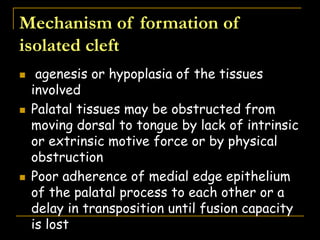 Mechanism of formation of
isolated cleft
 agenesis or hypoplasia of the tissues
involved
 Palatal tissues may be obstructed from
moving dorsal to tongue by lack of intrinsic
or extrinsic motive force or by physical
obstruction
 Poor adherence of medial edge epithelium
of the palatal process to each other or a
delay in transposition until fusion capacity
is lost
 