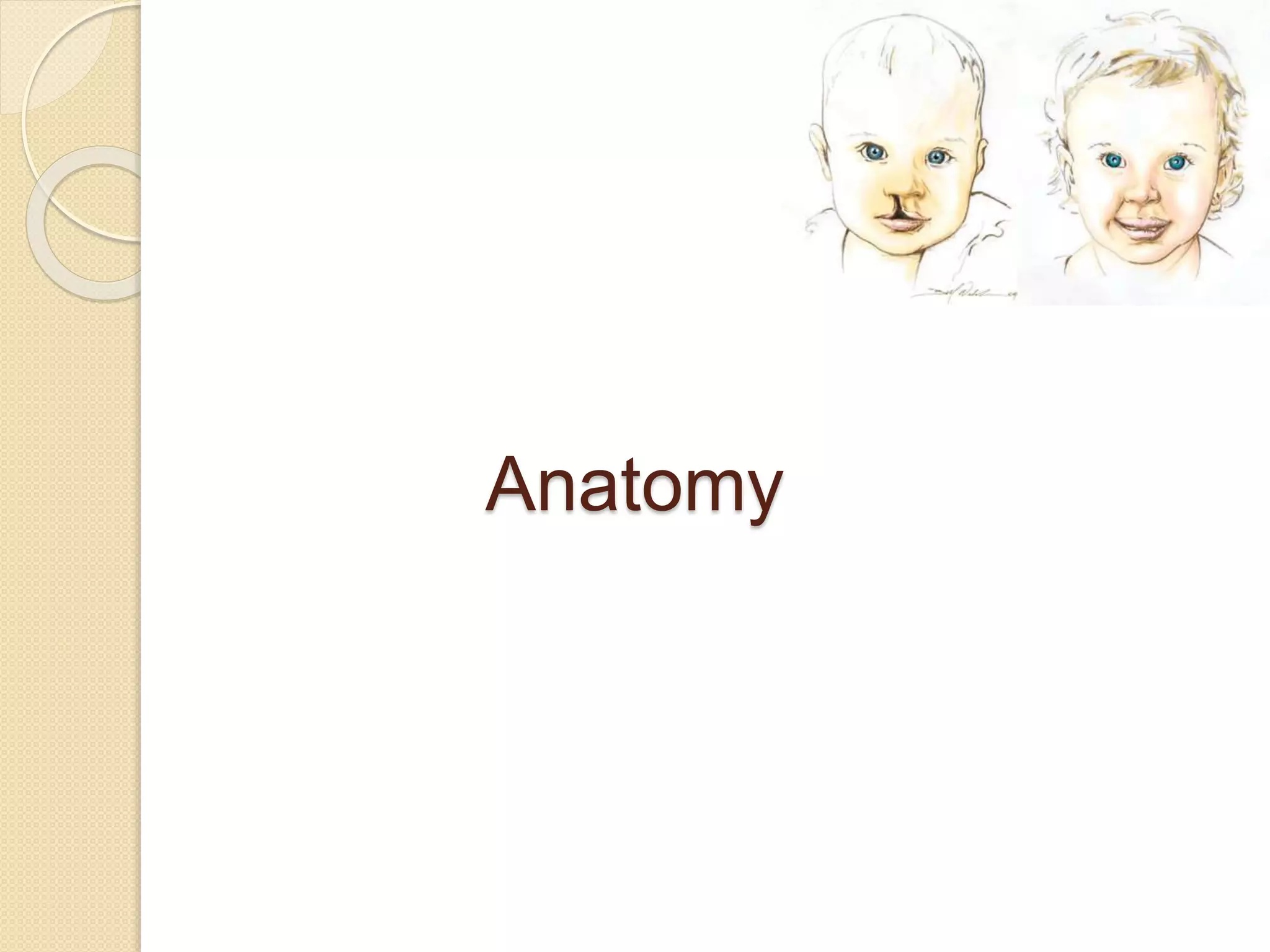 Anatomy
 