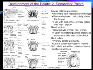Cleft lip and palate management
