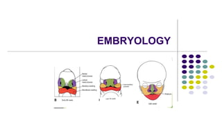 EMBRYOLOGY
 