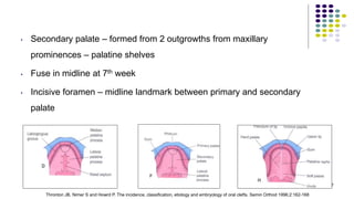 • Secondary palate – formed from 2 outgrowths from maxillary
prominences – palatine shelves
• Fuse in midline at 7th week
• Incisive foramen – midline landmark between primary and secondary
palate
17
Thronton JB, Nimer S and Howrd P. The incidence, classification, etiology and embryology of oral clefts. Semin Orthod 1996;2:162-168
 