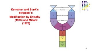 Kernahan and Stark’s
stripped-Y:
Modification by Ehlsaky
(1973) and Millard
(1976)
44
 
