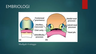 EMBRIOLOGI
Mudigah 4 minggu
 
