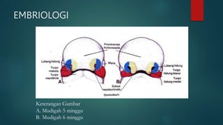 Keterangan Gambar
A. Mudigah 5 minggu
B. Mudigah 6 minggu
EMBRIOLOGI
 