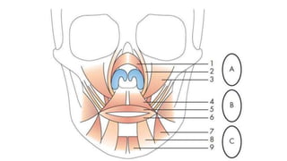 Cleft Bottom Cleft lip and Cleft Palate.pptx