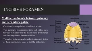 INCISIVE FORAMEN
Midline landmark between primary
and secondary palate
• Contains the nasopalatine vessels and nerves.
• The maxillary prominences from both sides grow
towards each other and the medial nasal prominence
and fuse together to form the midface.
• The defect in the mesenchymal migration and fusion
of these prominences leads to cleft lip and palate.
 