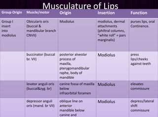 Lips Function Cleft lip repair | PPTX