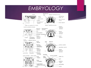 EMBRYOLOGY
 