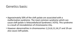Genetics basis:
• Approximately 50% of the cleft palate are associated with a
malformation syndrome. The most common syndrome which can
cause cleft palate is Velocardiofacial Syndrome ( VCFS). This syndrome
is a result of microdeletion of chromosome 22q .
• However abnormalities in chromosomes 1,2,4,6,11,14,17 and 19 can
also cause cleft palate.
 