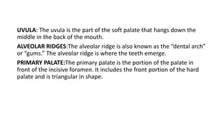 UVULA: The uvula is the part of the soft palate that hangs down the
middle in the back of the mouth.
ALVEOLAR RIDGES:The alveolar ridge is also known as the “dental arch”
or “gums.” The alveolar ridge is where the teeth emerge.
PRIMARY PALATE:The primary palate is the portion of the palate in
front of the incisive foramen. It includes the front portion of the hard
palate and is triangular in shape.
 