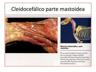 Cleidocefálico parte mastoidea
 