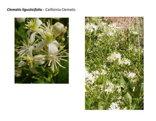 Clematis ligusticifolia - California Clematis
 