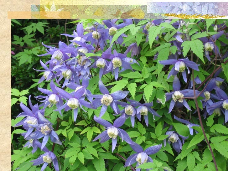 Gardening With Clematis Lessons Learned Pdf
