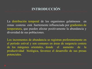 INTRODUCCIÓN


La distribución temporal de los organismos gelatinosos en
zonas costeras está fuertemente influenciada por gradientes de
temperatura, que pueden afectar positivamente la abundancia y
diversidad de sus poblaciones.

Los incrementos de abundancia se registran preferentemente en
el período estival y son comunes en áreas de surgencia costera
de los márgenes orientales, donde el aumento de la
productividad biológica, favorece el desarrollo de sus presas
potenciales.
 