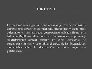 OBJETIVO



La presente investigación tiene como objetivos determinar la
composición específica de medusas, sifonóforos y ctenóforos,
colectados en una transecta costa-océano ubicada frente a la
bahía de Mejillones; determinar sus fluctuaciones temporales y
su distribución vertical durante un ciclo estacional de
pescas planctónicas; y determinar el efecto de las fluctuaciones
ambientales sobre la distribución de estos organismos
gelatinosos.
 