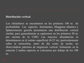 Distribución vertical

Los sifonóforos se encontraron en los primeros 100 m de
profundidad. Las especies dominantes, Muggiaea atlantica y
Sphaeronectes gracilis presentaron una distribución vertical
similar, pues generalmente se capturaron en los primeros 50 m,
por encima de la CMO. Las mayores abundancias se
determinaron en el estrato superficial (0-25 m), particularmente
sobre la termoclina, tanto de día como de noche, no
observándose patrones de migración vertical. Solamente en la
estación 2 ambas especies se colectaron por debajo de los 100
m.
 