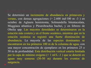 Se determinó un incremento de abundancia en primavera y
verano, con densas agregaciones (> 2.600 ind·100 m -3 ) en
octubre de Aglaura hemistoma, Solmundella bitentaculata,
Muggiaea atlantica y Pleurobrachia bachei, y en febrero de
Obelia spp. Las mayores densidades se determinaron en la
estación más costera y en el frente oceánico, mientras que en la
estación oceánica se registró una fuerte disminución de
abundancia. La mayoría de las especies dominantes se
encontraron en los primeros 100 m de la columna de agua, con
una mayor concentración de ejemplares en los primeros 25 o
50 m de profundidad. Esta distribución vertical estaría limitada
por la capa de mínimo oxígeno (< 1 ml·L -1 ) que se detectó en
aguas muy someras (30-50 m) durante los eventos de
surgencia.
 