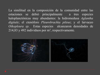 La similitud en la composición de la comunidad entre las
estaciones se debió principalmente         a tres especies
haloplanctónicas muy abundantes: la hidromedusa Aglantha
digitale; el ctenóforo Pleurobrachia pileus; y el larvaceo
Oikopleura sp. Estas especies alcanzaron densidades de
214,83 y 492 individuos por m3, respectivamente.
 