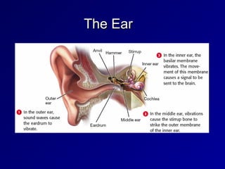 The Ear
The Ear
 