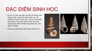 Ốc len.pptx