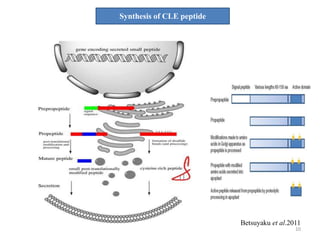 Cle peptides the power of moving around | PPTX | Biological Sciences ...