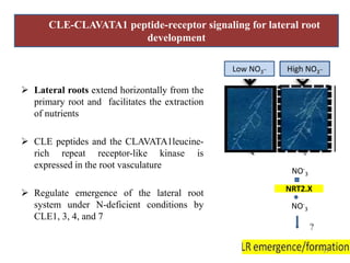 Cle peptides the power of moving around | PPTX | Biological Sciences ...