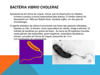 BACTÉRIA VIBRIO CHOLERAE
Apresenta-se em forma de vírgula, móvel, que se desenvolve no intestino
   humano e produz a toxina responsável pela doença. O vibrião colérico foi
   descoberto em 1883 por Robert Koch, cientista inglês, um dos pais da
   microbiologia.
O agente etiológico da cólera é encontrado nas fezes das pessoas infectadas,
   doentes ou não. O homem, único reservatória do vibrião, chega a eliminar 10
   milhões de bactérias por grama de fezes. As cerca de 30 espécies incluídas
   nesse gênero são bastonetes, gram-negativos, anaeróbios facultativos,
   móveis, curvados em forma de vírgula, possuindo de 1,4 a
   2,6 micrômetros de comprimento.
 