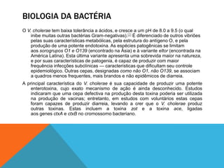 BIOLOGIA DA BACTÉRIA
O V. cholerae tem baixa tolerância a ácidos, e cresce a um pH de 8.0 a 9.5 (o qual
    inibe muitas outras bactérias Gram-negativas).[2] É diferenciado de outros vibriões
    pelas suas características metabólicas, pela estrutura do antígeno O, e pela
    produção de uma potente endotoxina. As espécies patogênicas se limitam
    aos sorogrupos O1 e O139 (encontrado na Ásia) e à variante eltor (encontrada na
    América Latina). Esta última variante apresenta uma sobrevida maior na natureza,
    e por suas características de patogenia, é capaz de produzir com maior
    frequência infecções subclínicas --- características que dificultam seu controle
    epidemiológico. Outras cepas, designadas como não O1, não O139, se associam
    a quadros menos frequentes, mais brandos e não epidêmicos de diarreia.
A principal característica do V. cholerae é sua capacidade de produzir uma potente
    enterotoxina, cujo exato mecanismo de ação é ainda desconhecido. Estudos
    indicaram que uma cepa defectiva na produção desta toxina poderia ser utilizada
    na produção de vacinas; entretanto, em estudos com voluntários estas cepas
    foram capazes de produzir diarreia, levando a crer que o V. cholerae produz
    outras toxinas. Estas incluem a toxina zot e a toxina ace, ligadas
    aos genes ctxA e ctxB no cromossomo bacteriano.
 