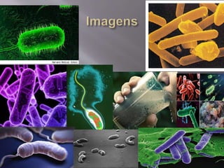 Cólera  gabriel dantas