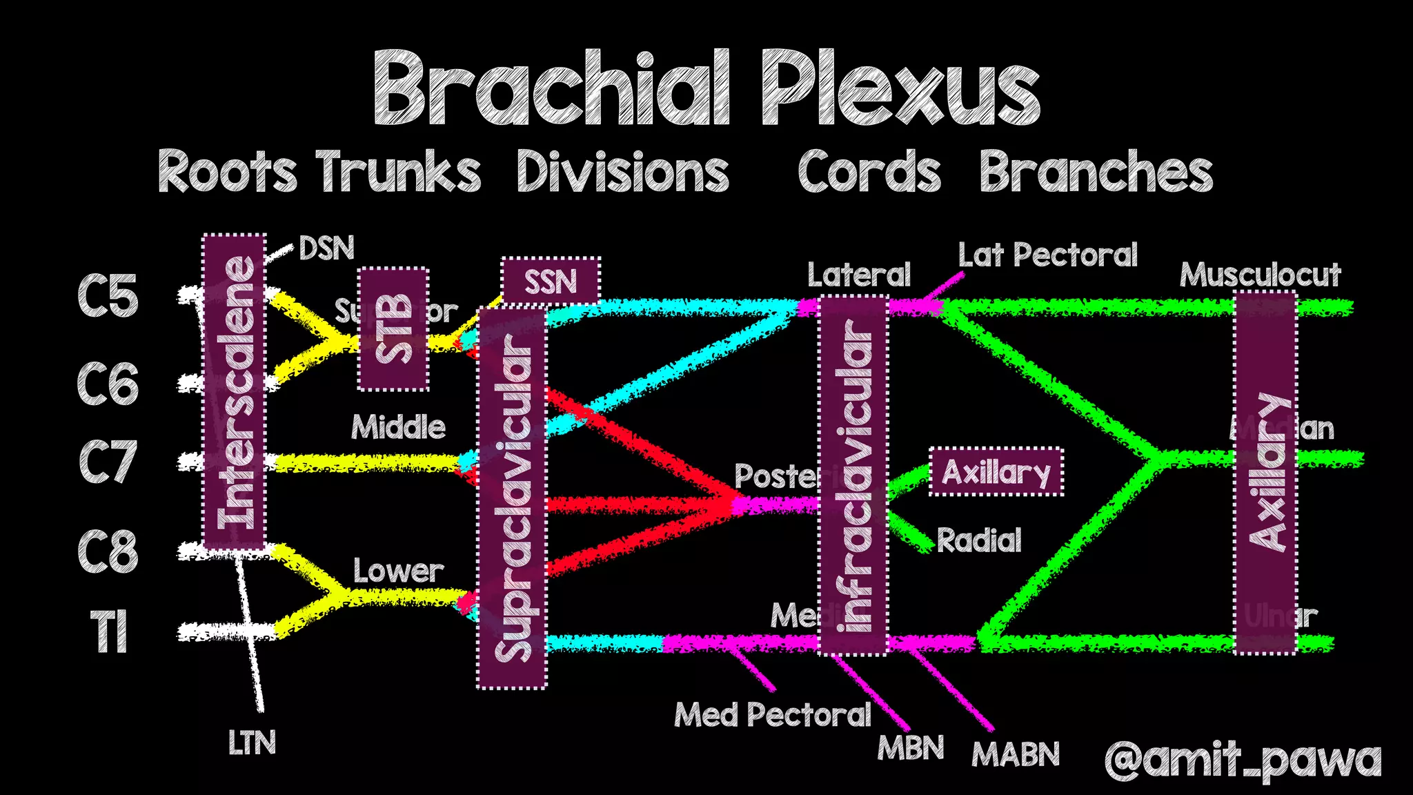 Cleveland Clinic cadaver course brachial plexus | PDF
