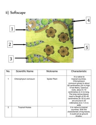 ii) Softscape
No. Scientific Name Nickname Characteristic
1 Chlorophytum comosum Spider Plant
It is native to
tropical countries.
Chlorophytum
comosum grows to about
60 centimetres (24 in) high.
It has fleshy, tuberous
roots, about 5–10
centimetres (2–4 in) long.
The long narrow leaves
reach a length of 20–45
centimetres (8–18 in) and
are around 6–25
millimetres (0.2–1.0 in)
wide
2 Tropical Hostas - It is native to tropical
countries. With the
characteristic of big leaves,
it could act as ground
shades.
1
2
3
4
5
 