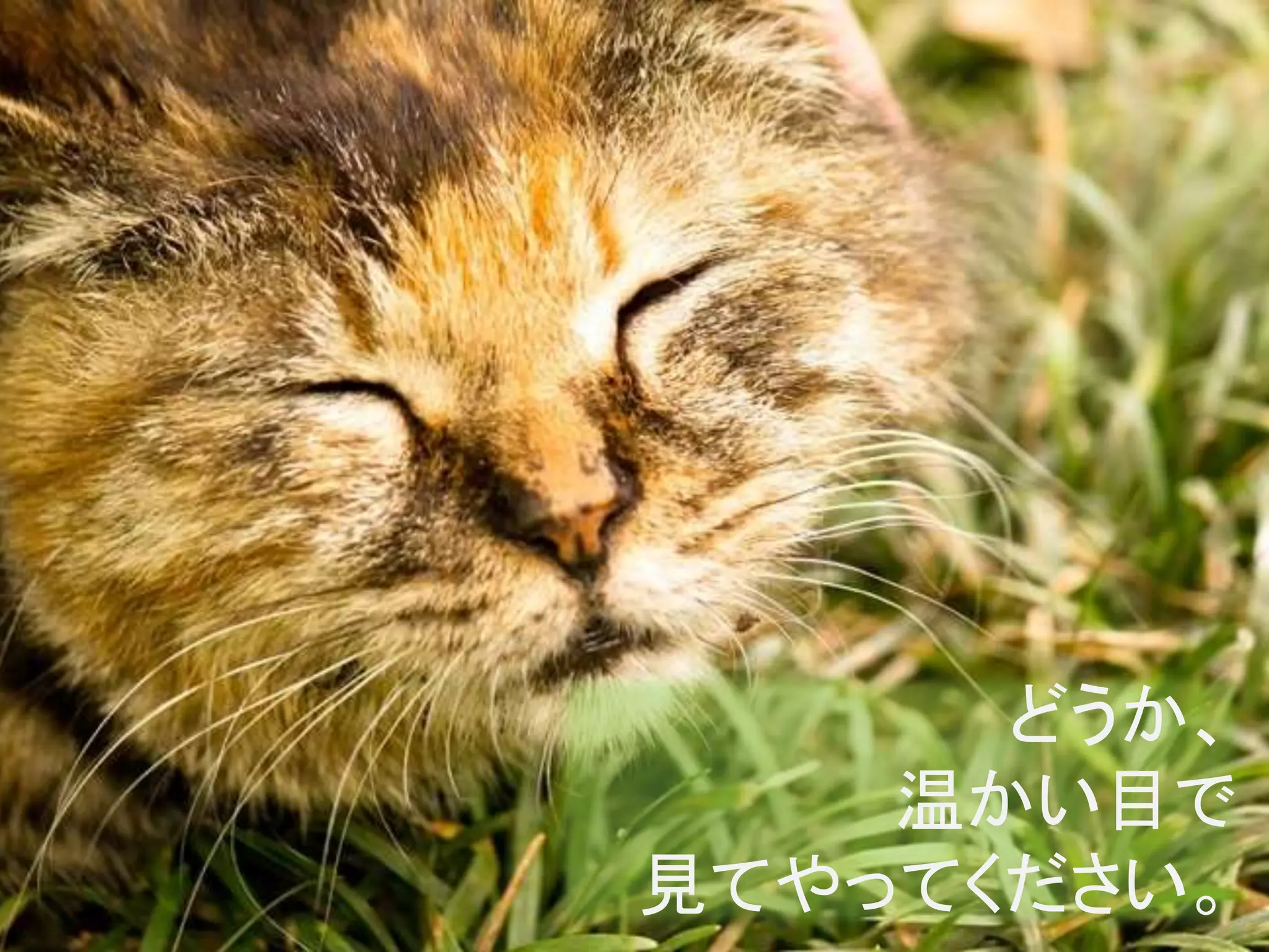 どうか、
温かい目で
見てやってください。
 