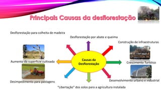 Desflorestação para colheita de madeira
Causas da
Desflorestação
Desenvolvimento urbano e industrial
Crescimento Turístico
Construção de infraestruturas
Aumento da superfície cultivada
Desflorestação por abate e queima
Desimpedimento para pastagens
“Libertação” dos solos para a agricultura instalada
 