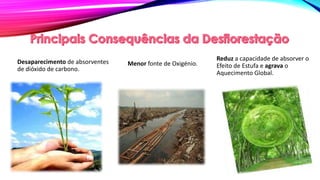 Desaparecimento de absorventes
de dióxido de carbono.
Reduz a capacidade de absorver o
Efeito de Estufa e agrava o
Aquecimento Global.
Menor fonte de Oxigénio.
 