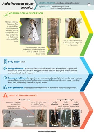 Click on each mosquito picture to discover factsheets on main mosquito ...