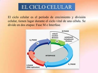 EL CICLO CELULAR
El ciclo celular es el período de crecimiento y división
celular, tienen lugar durante el ciclo vital de una célula. Se
divide en dos etapas: Fase M e Interfase.
 