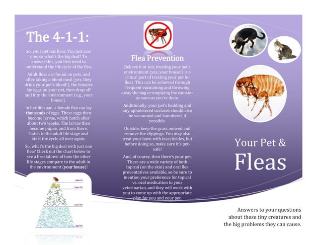 Stunning Shell Free Flea Control Options image