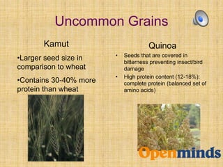 Uncommon Grains
Quinoa
• Seeds that are covered in
bitterness preventing insect/bird
damage
• High protein content (12-18%);
complete protein (balanced set of
amino acids)
Kamut
•Larger seed size in
comparison to wheat
•Contains 30-40% more
protein than wheat
 
