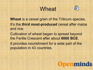 Wheat
Wheat is a cereal grain of the Triticum species.
It’s the third most-produced cereal after maize
and rice.
Cultivation of wheat began to spread beyond
the Fertile Crescent after about 8000 BCE.
It provides nourishment for a wide part of the
population in 43 countries.
 